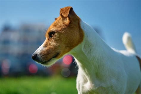 Portret Jack Russell Terriera na tle wiejskiego krajobrazu