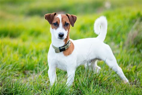 Diagram przedstawiający budowę ciała Jack Russell Terriera