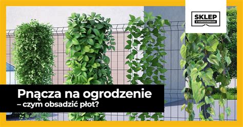 Pnącza oplatające ogrodzenie panelowe
