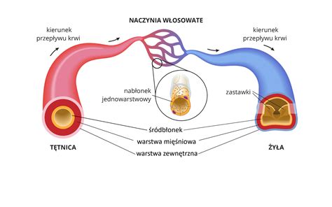 Przekrój przez stal ocynkowaną pokazujący warstwę cynku