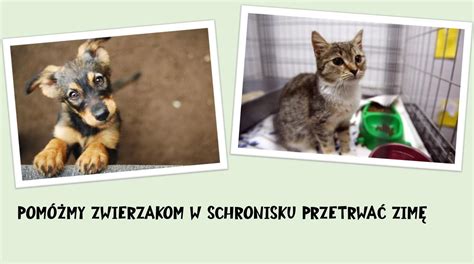 Różne zwierzęta gospodarskie w schronisku