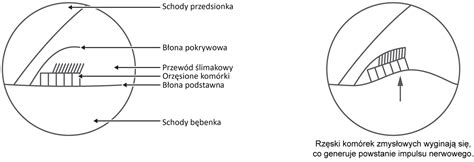 Schematyczny rysunek przekroju ściany z oknem i belką nadprożową pokazujący rozkład sił