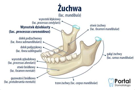schemat budowy szczęki i żuchwy