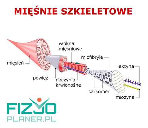 Schemat anatomiczny mięśnia czworobocznego