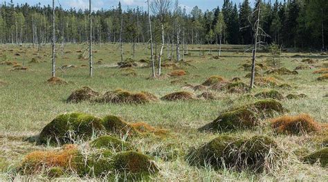 Torfowiska w górach
