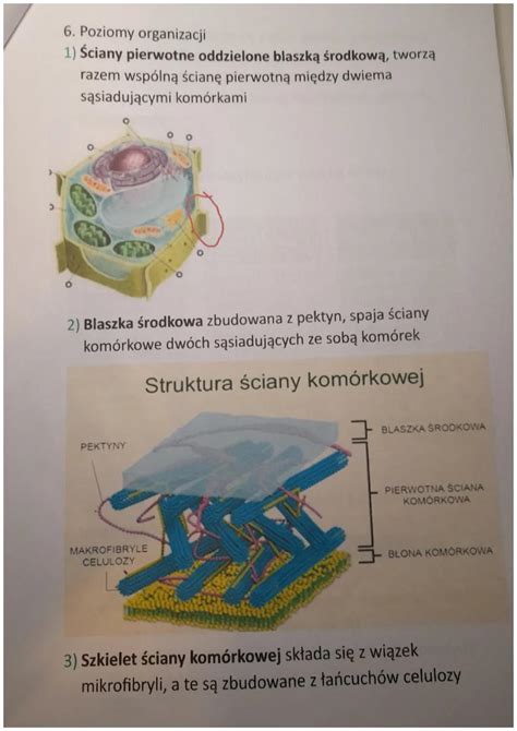 Struktura komórkowa styropianu