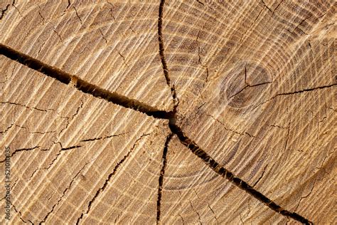 Detale słoje drewna dębowego