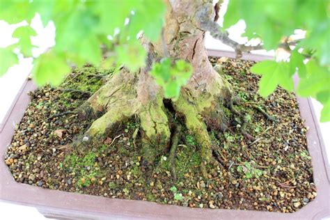 Ilustracja przedstawiająca dobrze rozwinięte nebari drzewka bonsai