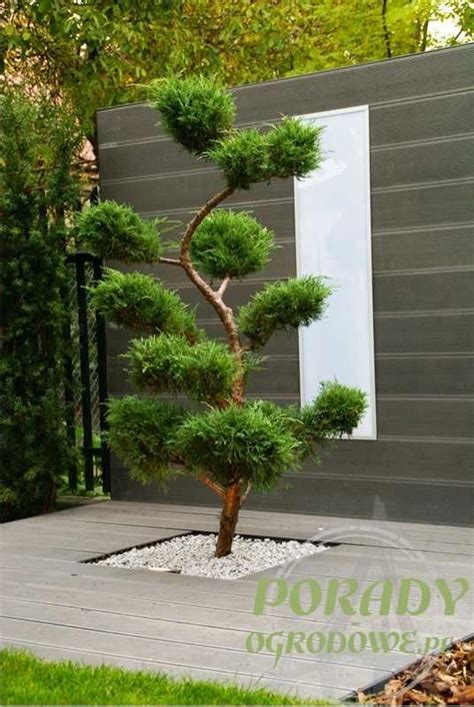 Zdjęcie drzewka bonsai wkopanego do gruntu w celu pogrubienia pnia