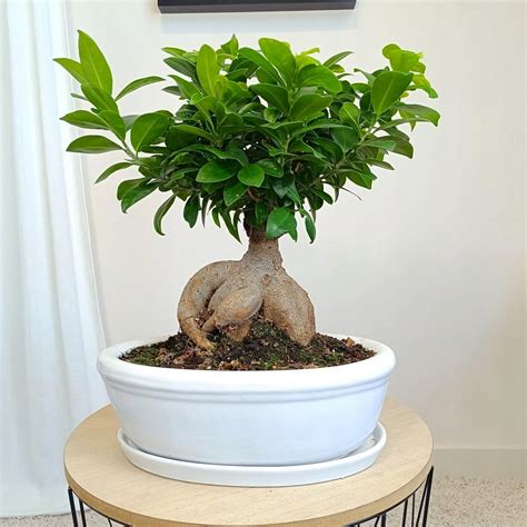Zdjęcie szerokiej, płytkiej donicy treningowej do bonsai