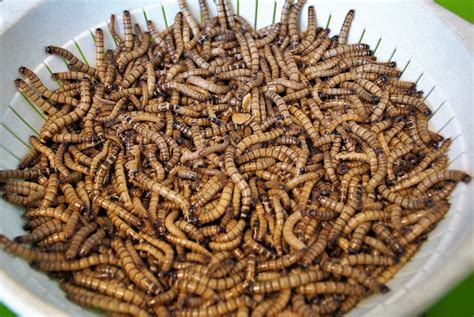 Fabryka Owadów - wnętrze