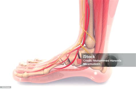 Anatomia ludzkiej stopy