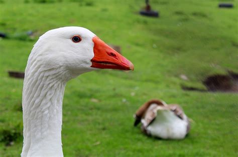 Ptak gęś