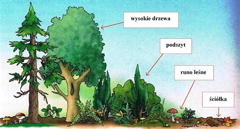 Schematyczny przekrój przez piętra lasu deszczowego