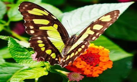 Motyl malachitowy z Amazonii